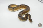 6449 0.1 ENCHI JOPPA CLOWN 50% HET PIED - Image 2