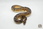 6449 0.1 ENCHI JOPPA CLOWN 50% HET PIED - Image 3