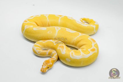 6450 0.1 YELLOW BELLY GRAIL