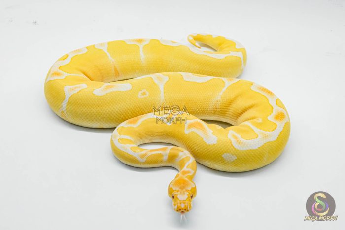 6450-3-1.jpg 6450 0.1 YELLOW BELLY GRAIL - Image 3