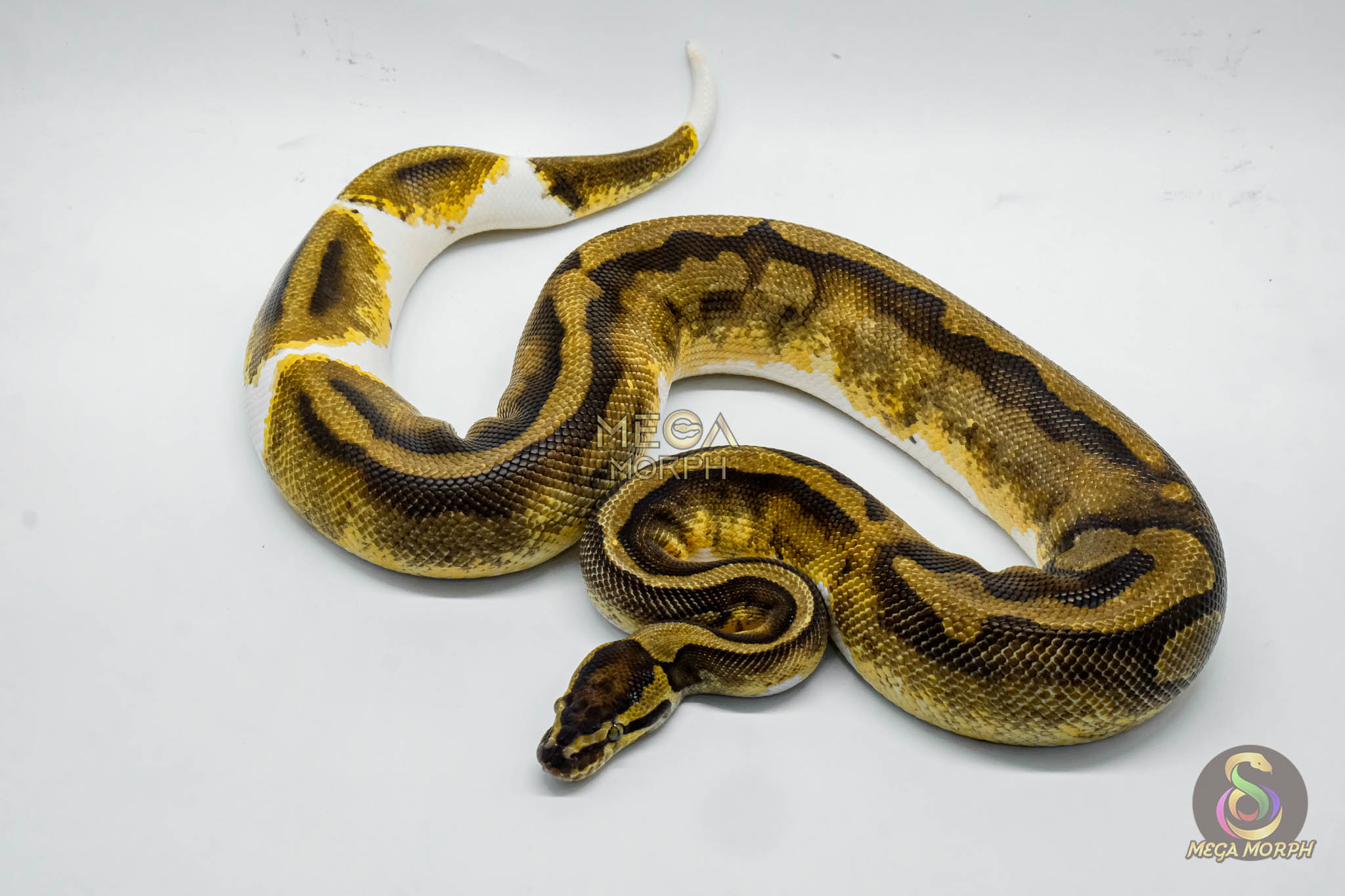 4418-1-1.jpg 4418 1.0 ENCHI PIEBALD - Image 1