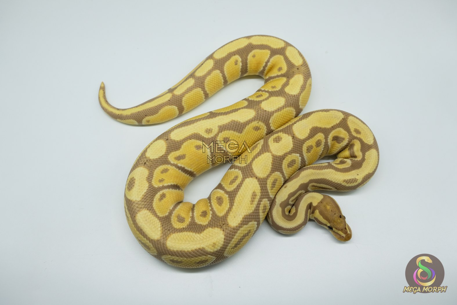 4432 0.1 BANANA HET CLOWN - Image 1