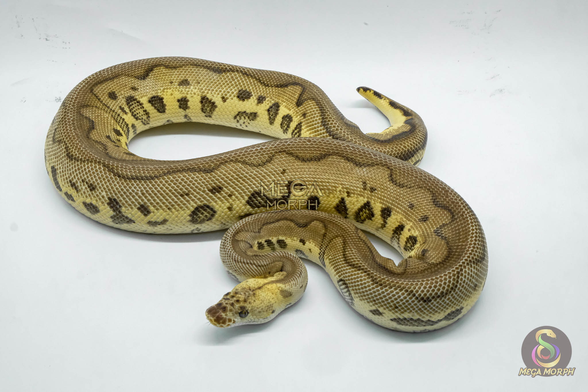 4759 1.0 LEOPARD PASTEL YELLOW BELLY CLOWN - Image 1