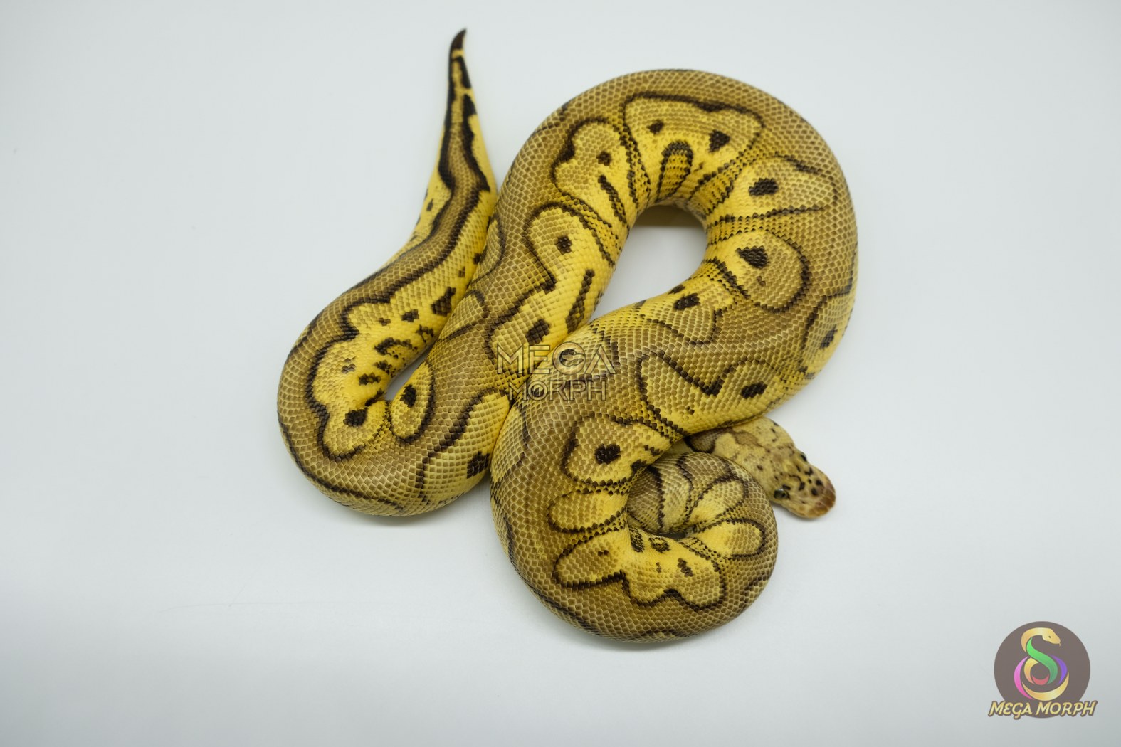 4762-1-1.jpg 4762 1.0 PASTEL YELLOW BELLY CLOWN - Image 1