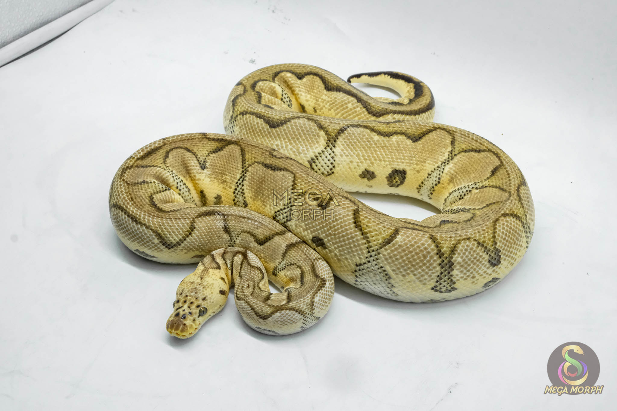 4765 0.1 PASTEL YELLOW BELLY CLOWN - Image 1