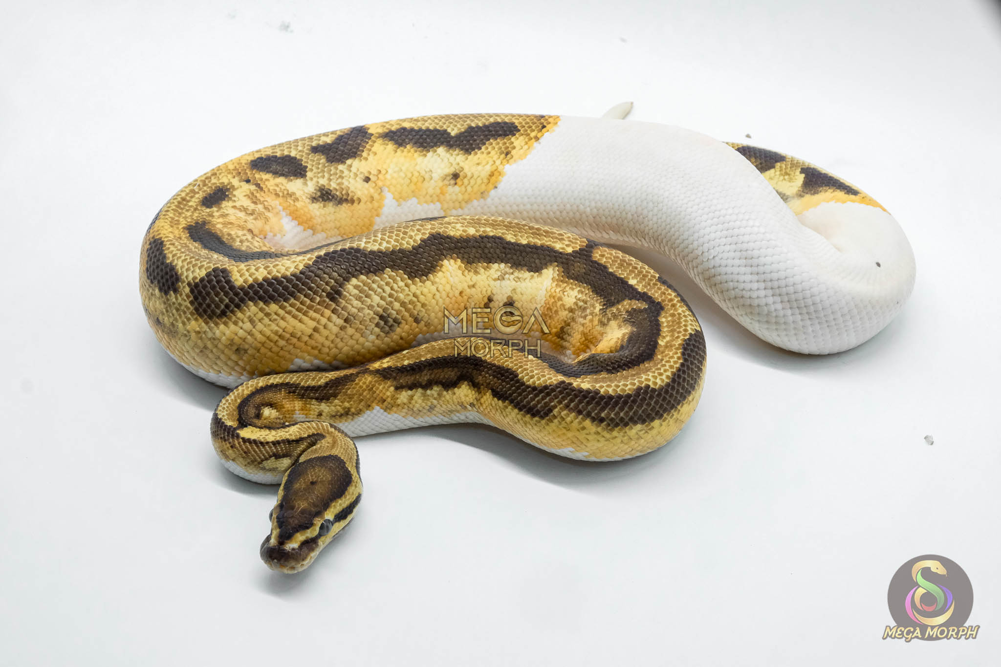 4791 1.0 FIRE PIEBALD HET CRYPTIC OR HET CLOWN - Image 1