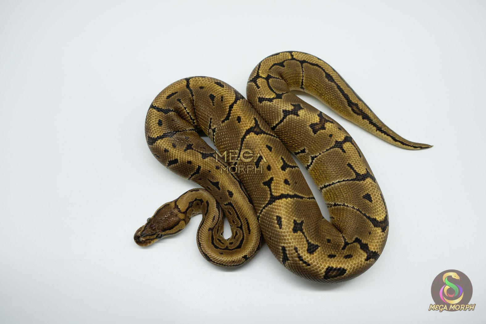 4816 1.0 PINSTRIPE ENCHI YELLOW BELLY - Image 1
