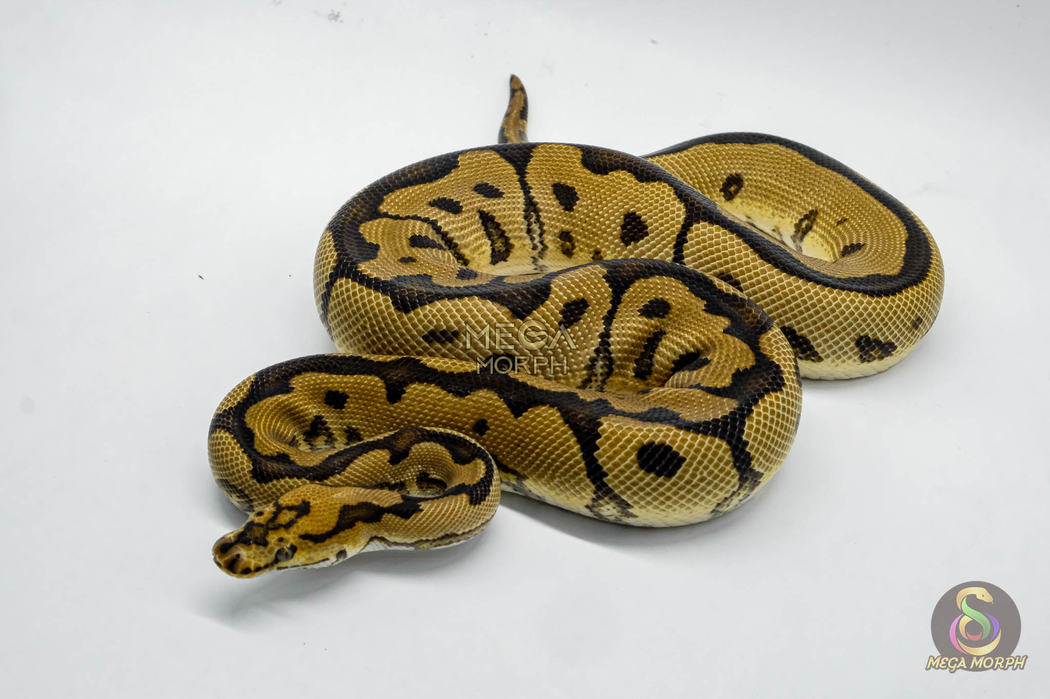 5032 1.0 SPOTNOSE CLOWN - Image 1