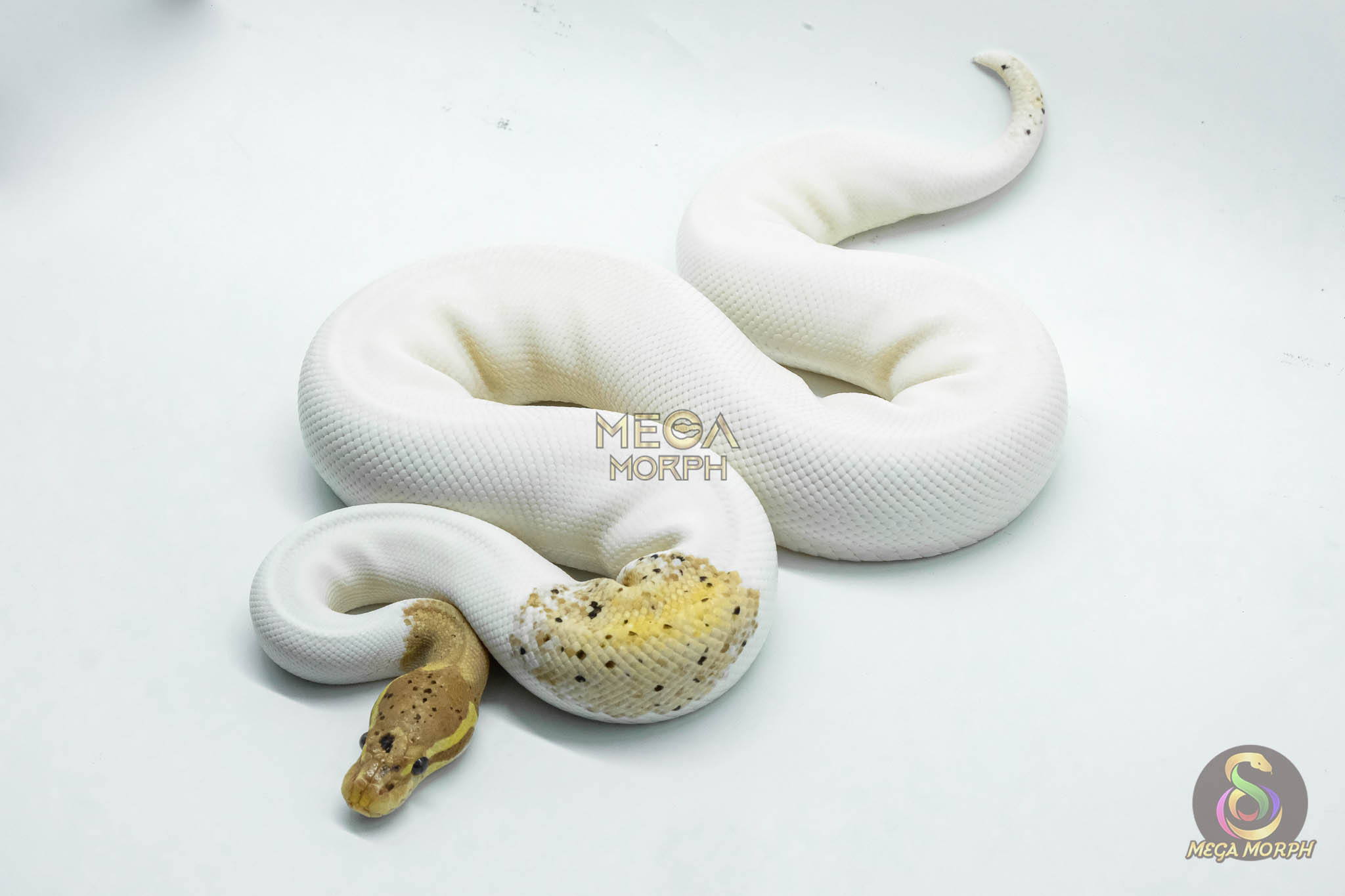 5065-1-1.jpg 5065 0.1 BANANA BLACK PASTEL PIEBALD - Image 1