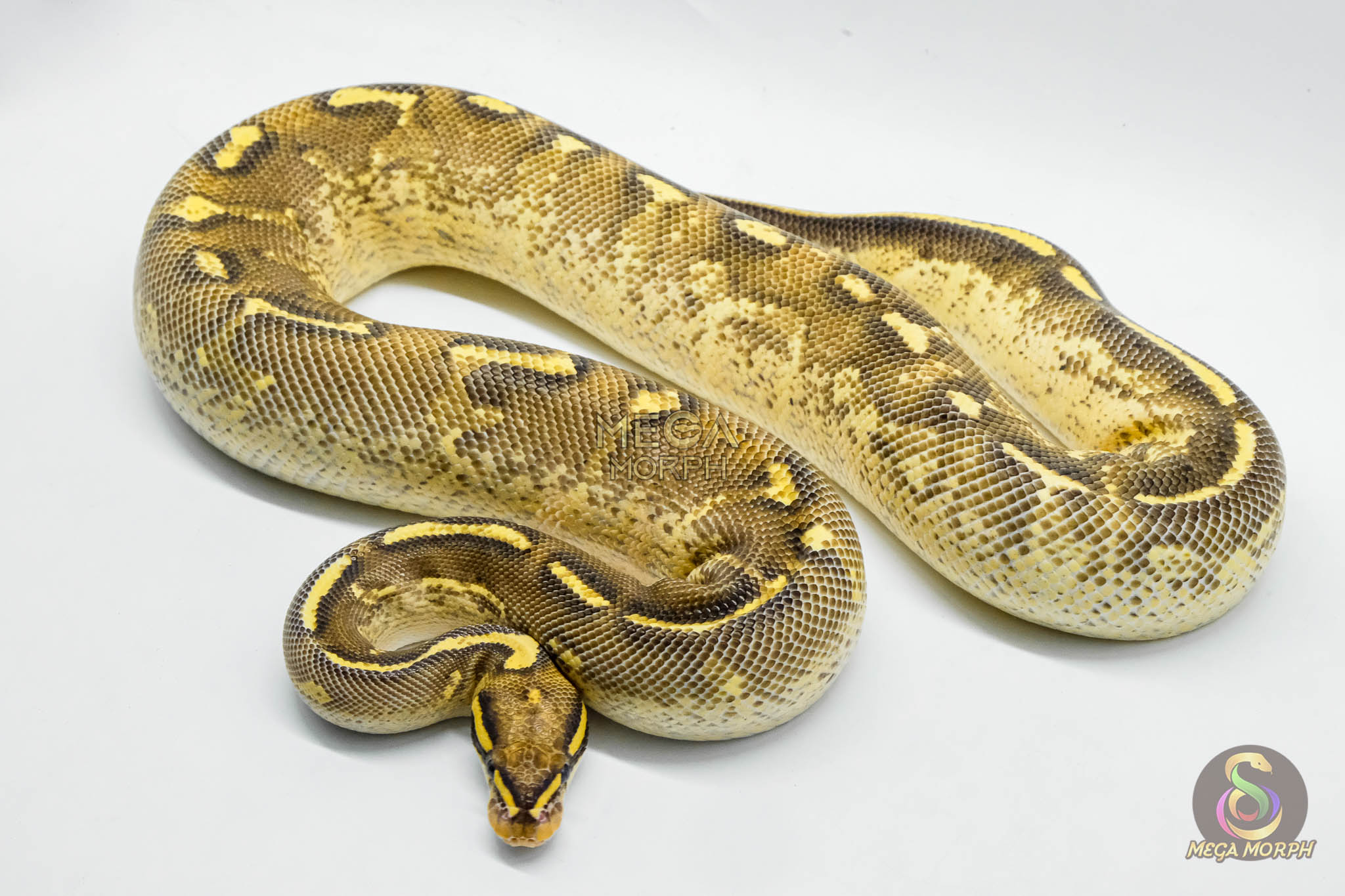 5085-1-1.jpg 5085 0.1 SUPER GRAVEL - Image 1