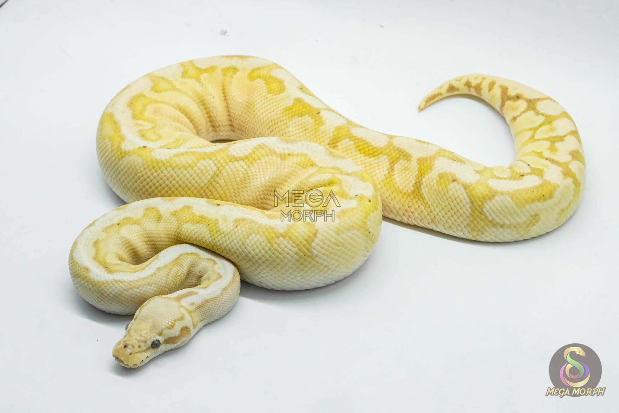 5088-1-1.jpg 5088 0.1 BANANA PASTEL GHI SPOTNOSE YELLOW BELLY - Image 1