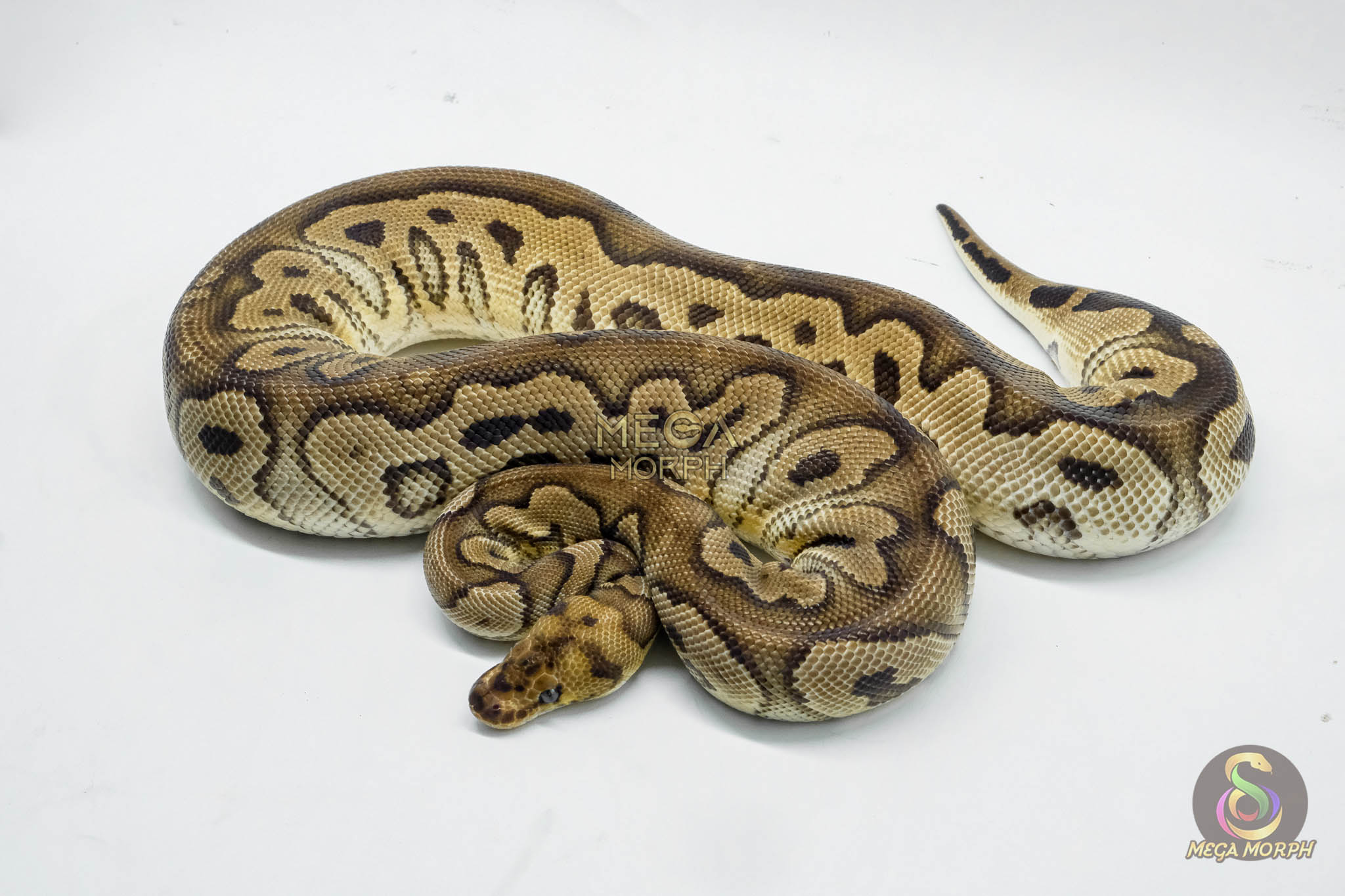 5142 0.1 CLOWN PASTEL HET PIEBALD - Image 1