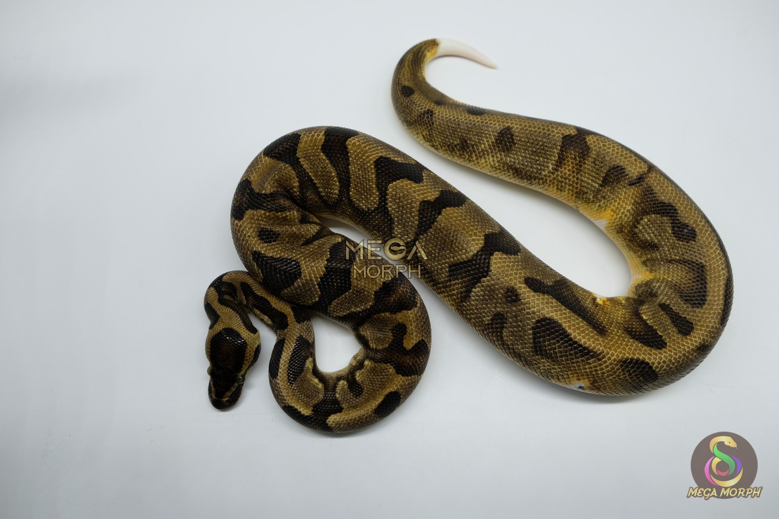 5172-1-1.jpg 5172 0.1 PIEBALD ENCHI - Image 1