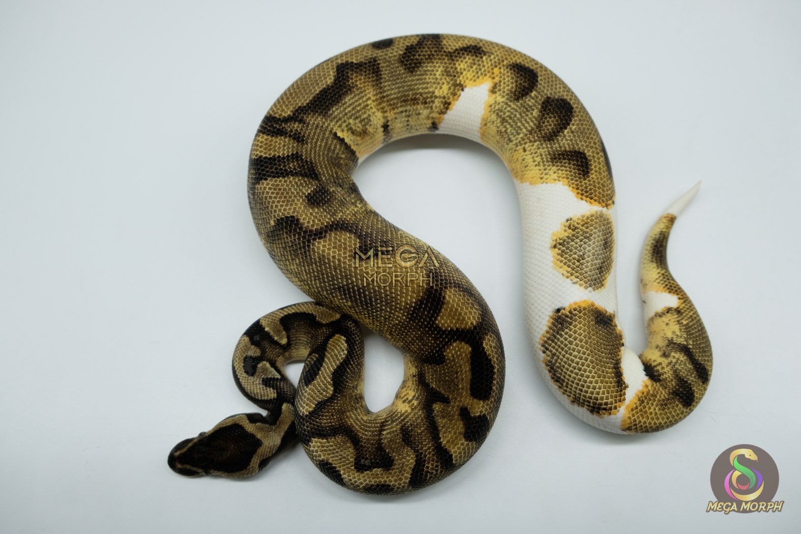 5173-1-1.jpg 5173 0.1 PIEBALD ENCHI - Image 1