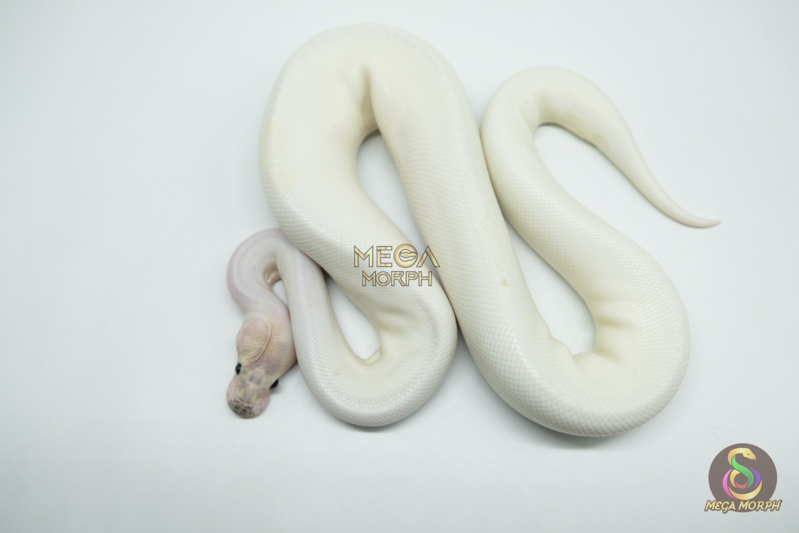 5181-1-1.jpg 5181 0.1 PIEBALD IVORY - Image 1