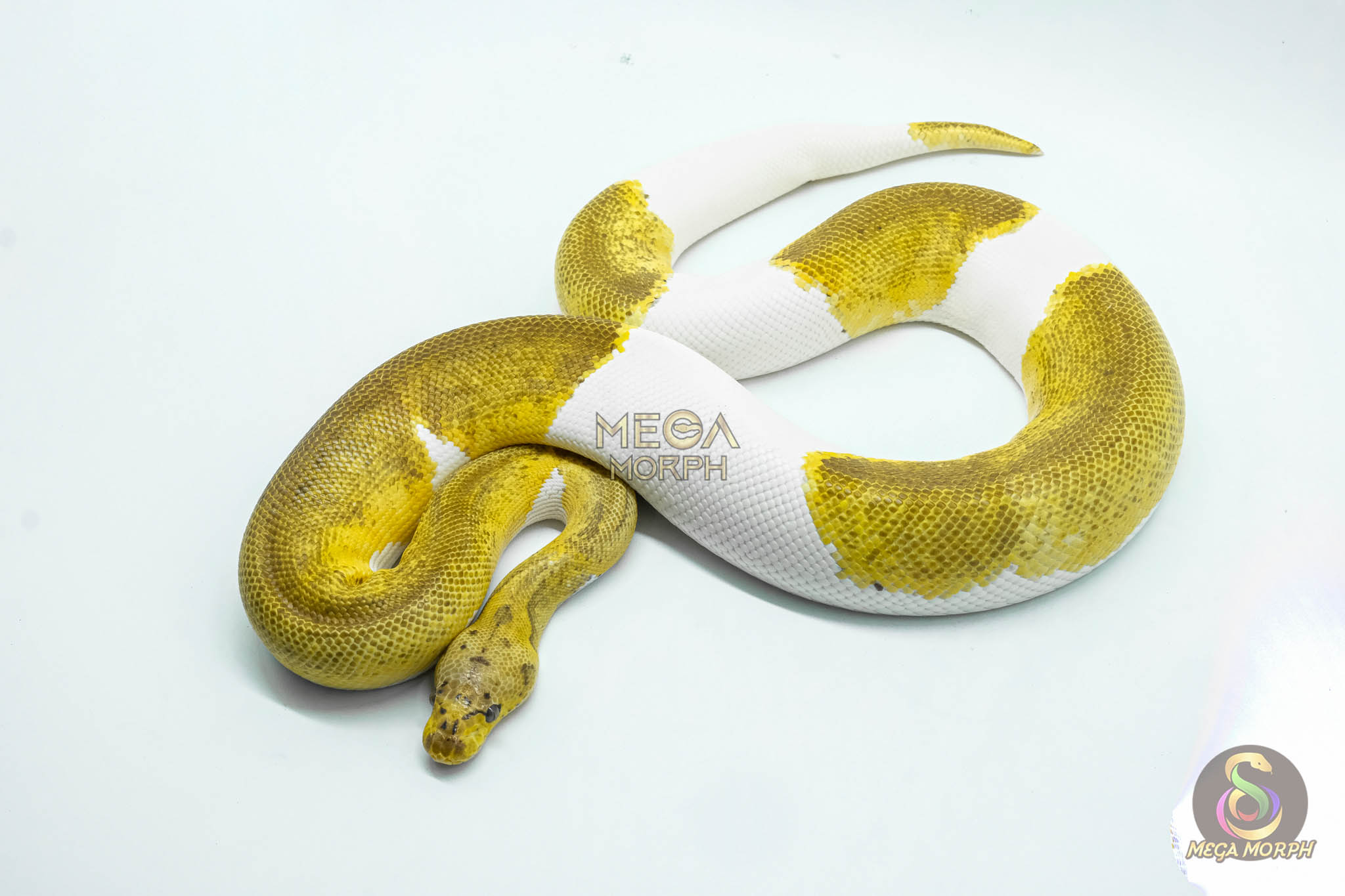 5193-1-1.jpg 5193 1.0 CLOWN PIEBALD - Image 1