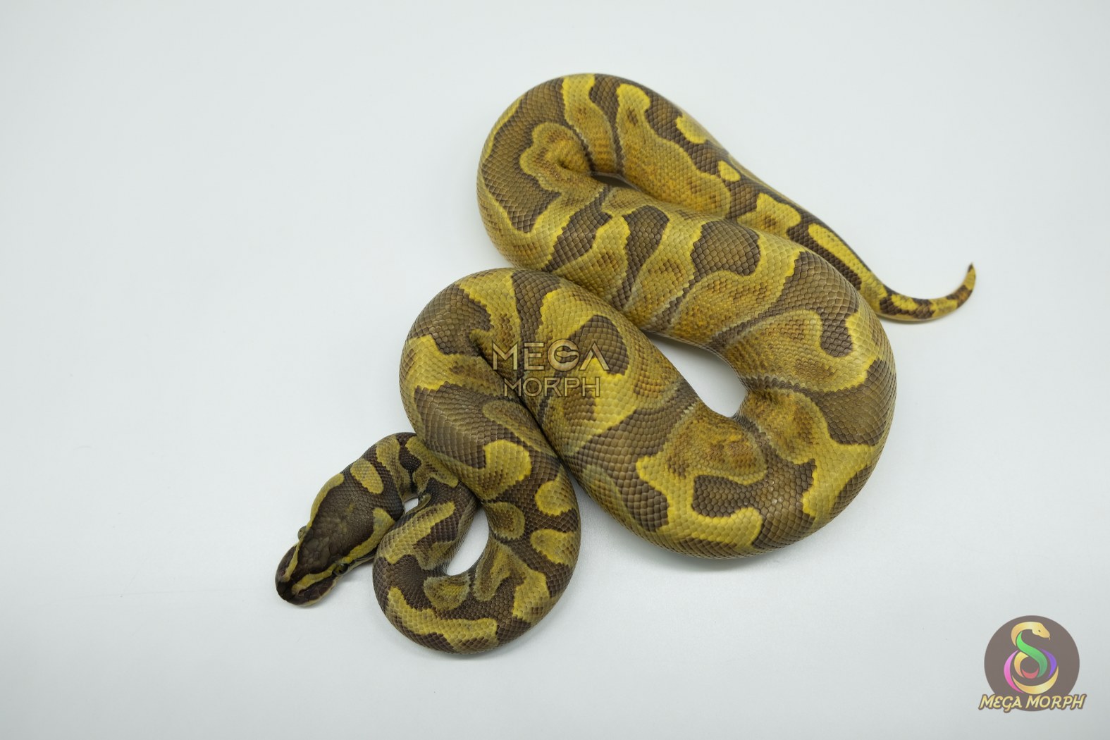 5254 1.0 HYPO GHI ENCHI - Image 1