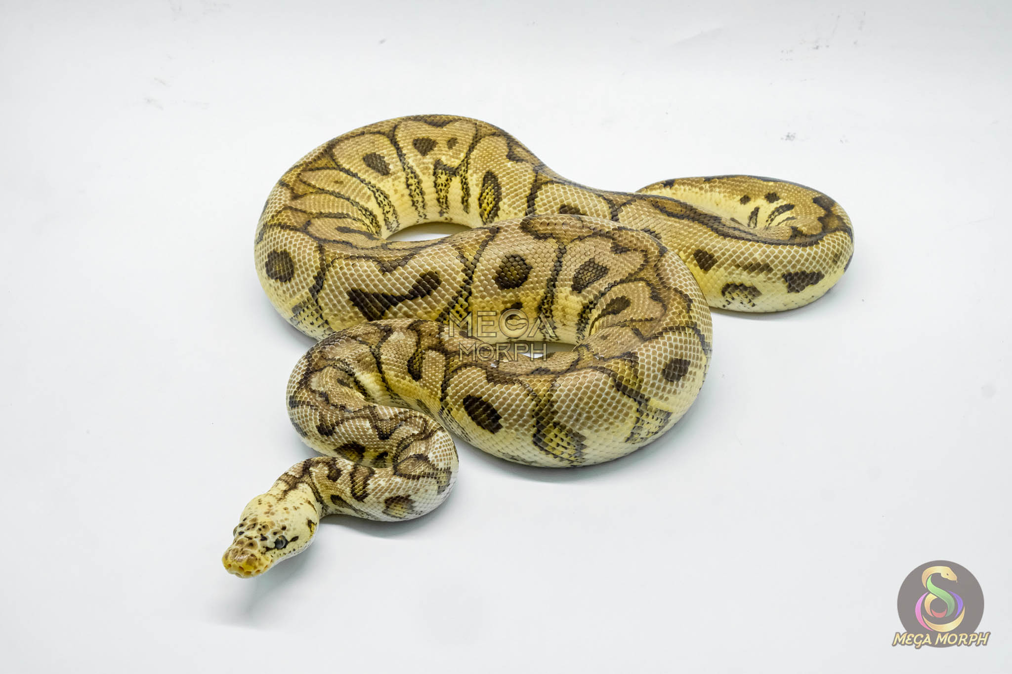 5320 1.0 PASTEL SPOTNOSE CLOWN - Image 1