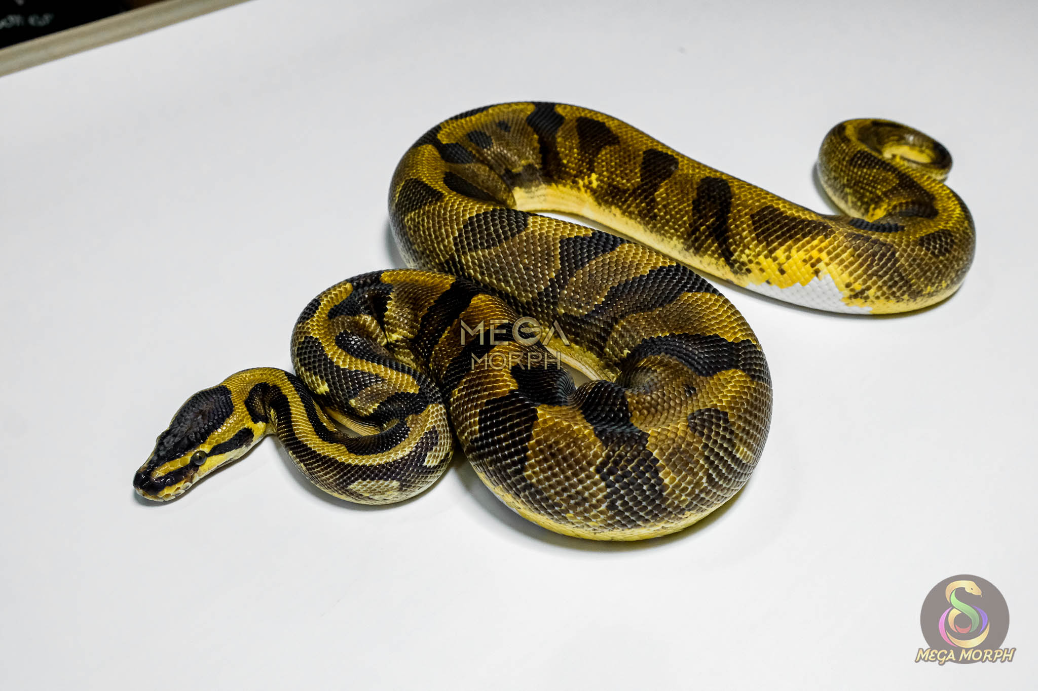 5341-1-1.jpg 5341 1.0 ENCHI YELLOW BELLY PIEBALD - Image 1