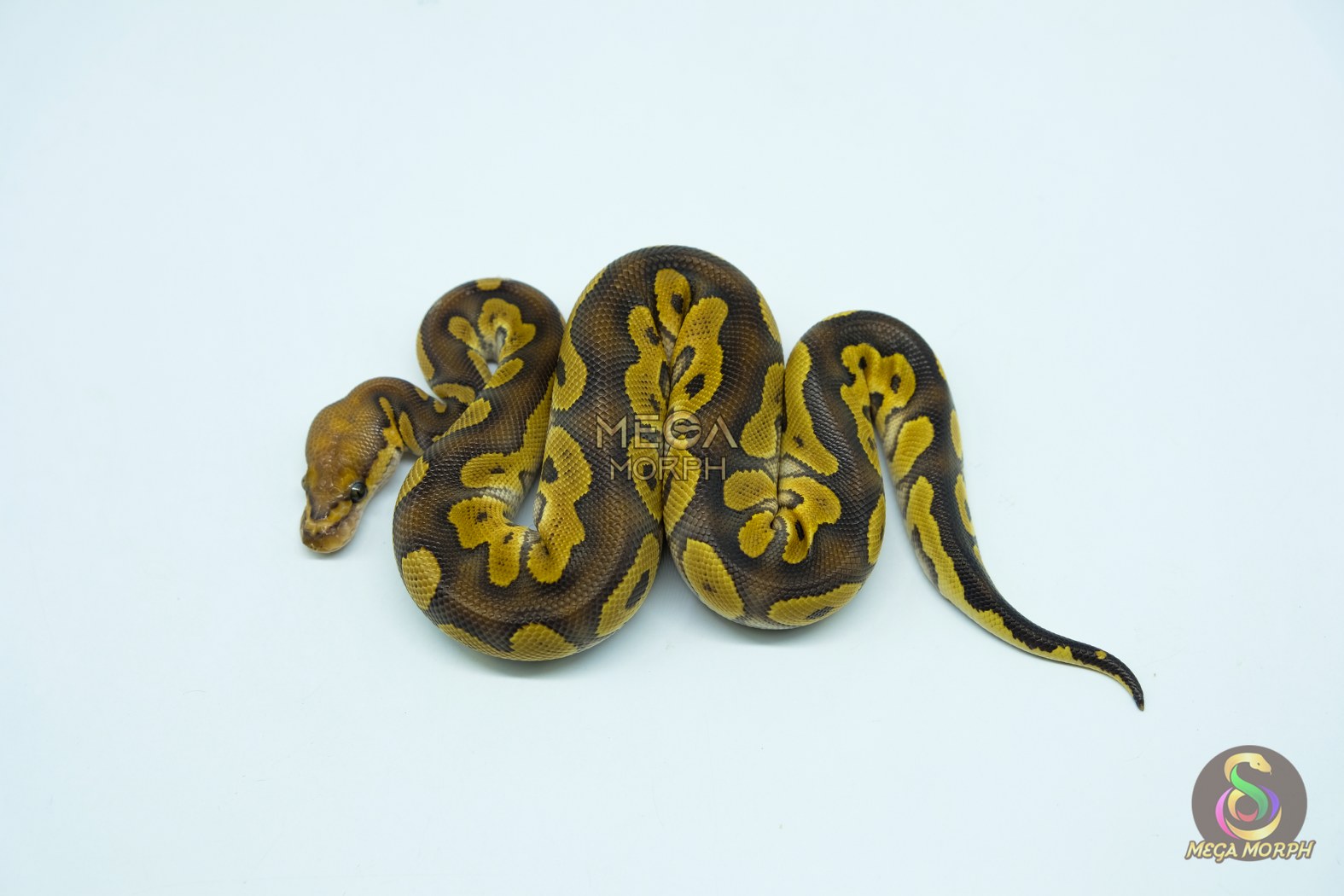 5415-1-1.jpg 5415 1.0 PHANTOM CLOWN - Image 1