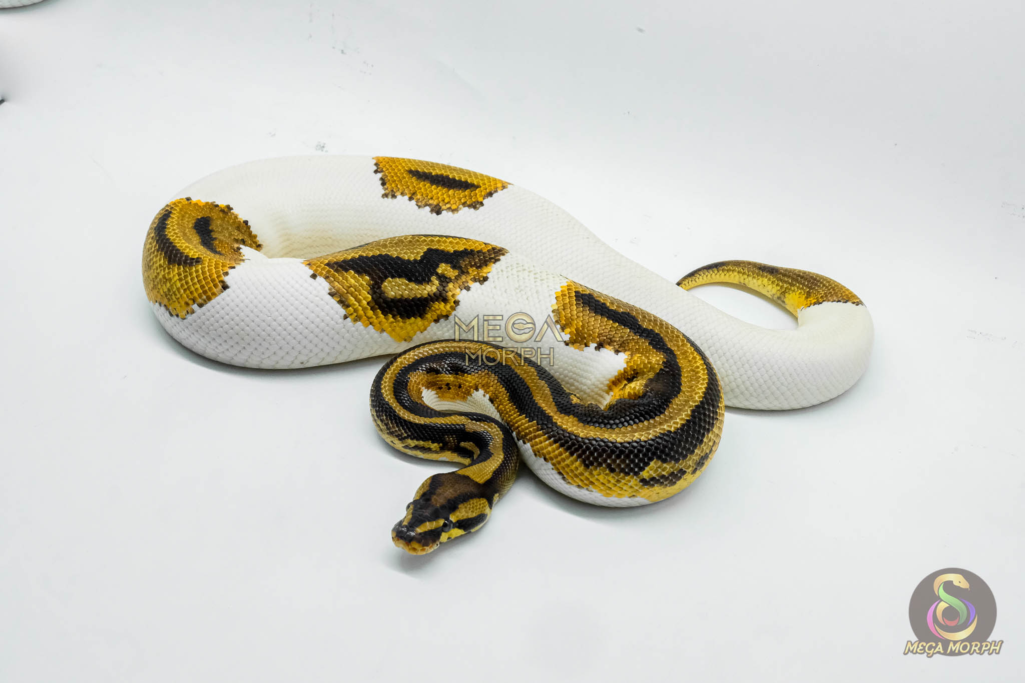5422-1-1.jpg 5422 1.0 LEOPARD YELLOW BELLY PIEBALD HET CLOWN (PARADOX) - Image 1