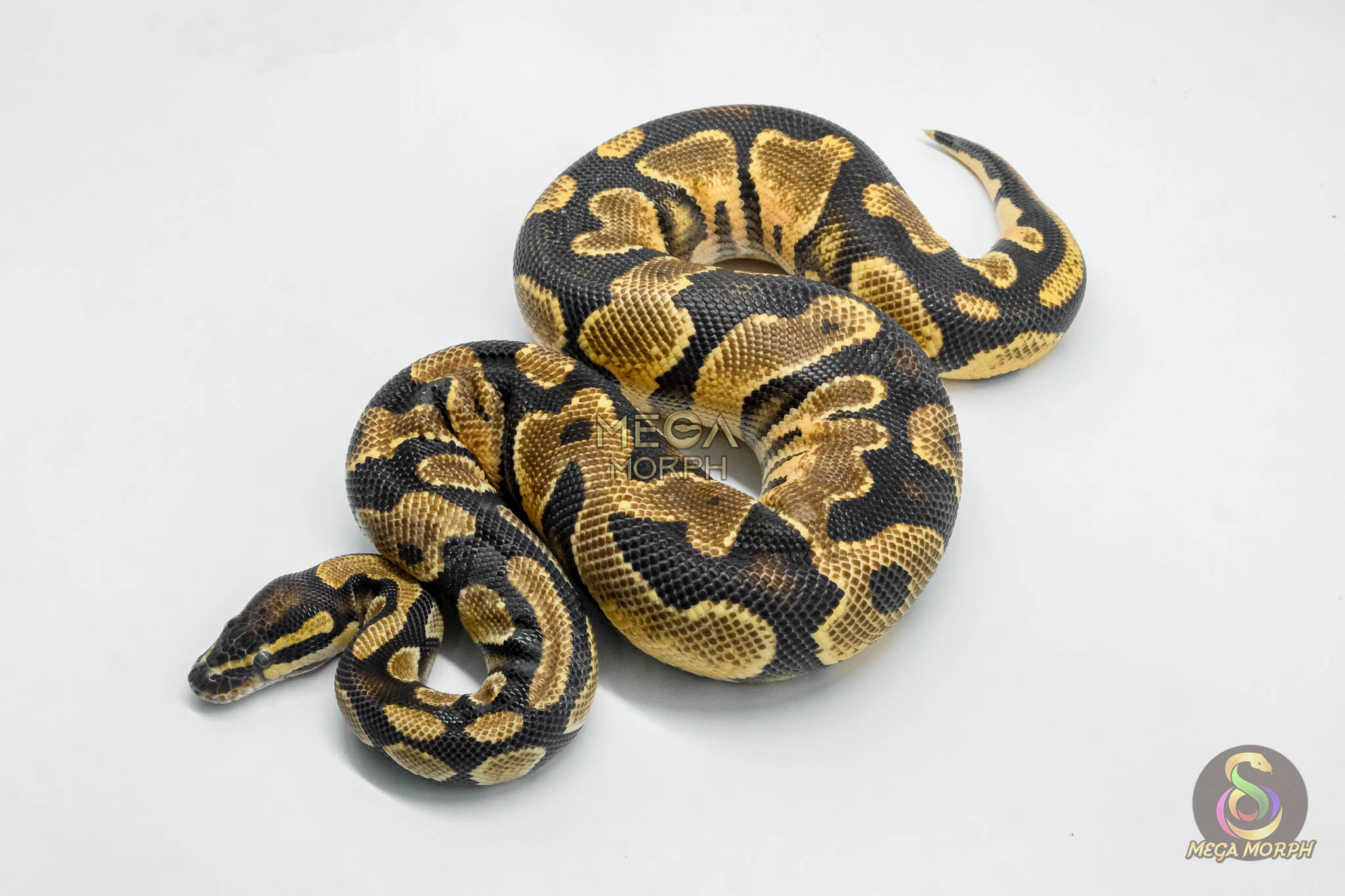 5743 1.0 ORANGE DREAM SPARK OR YELLOW BELLY - Image 1