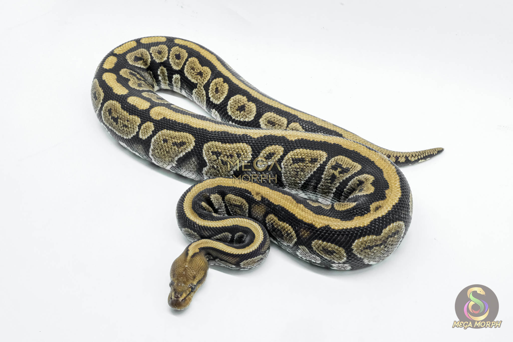 5784-1-1.jpg 5784 0.1 MAHOGANY FIRE HET CLOWN - Image 1