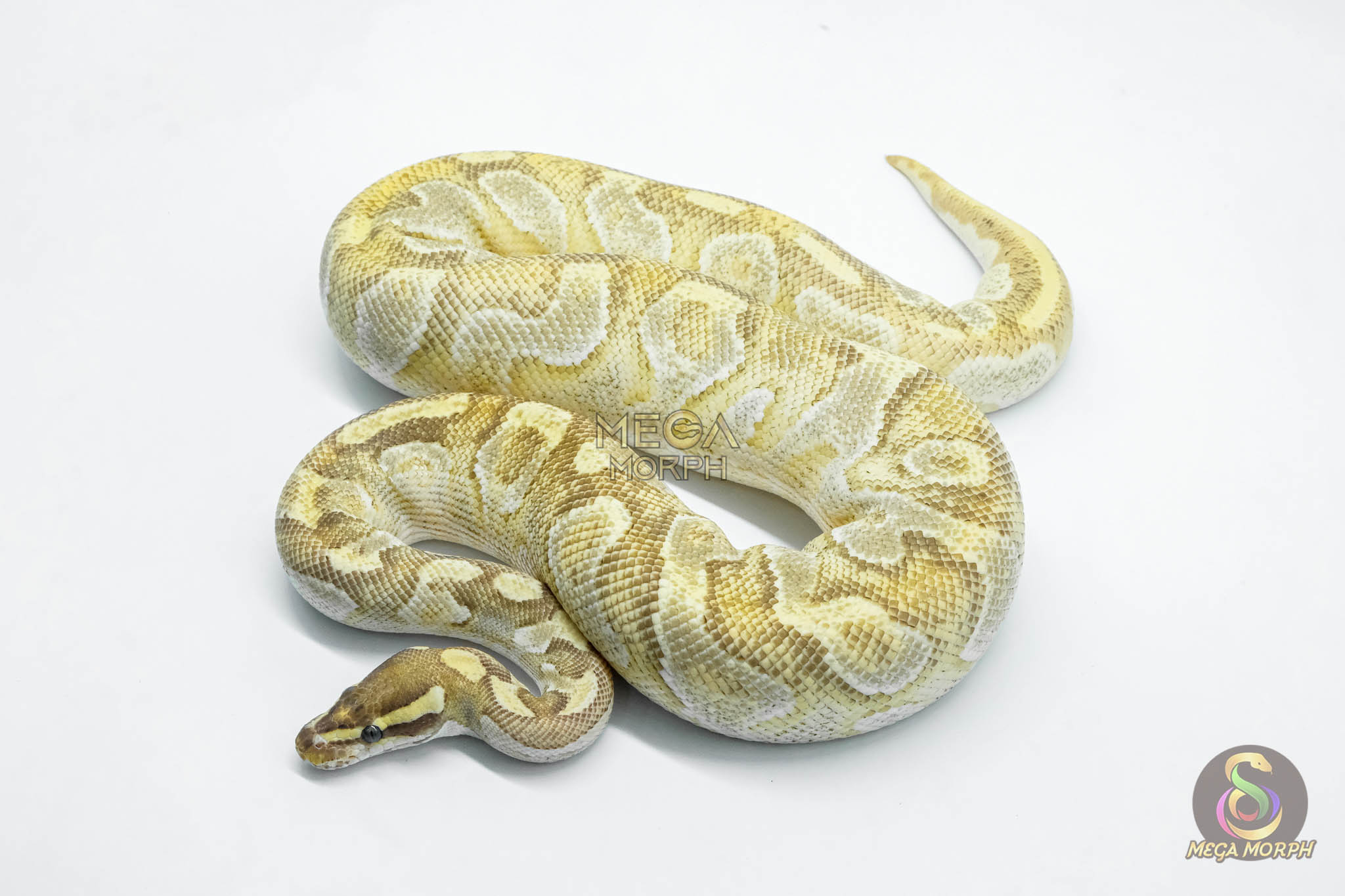 5787 1.0 MOJAVE ENCHI YELLOW BELLY - Image 1