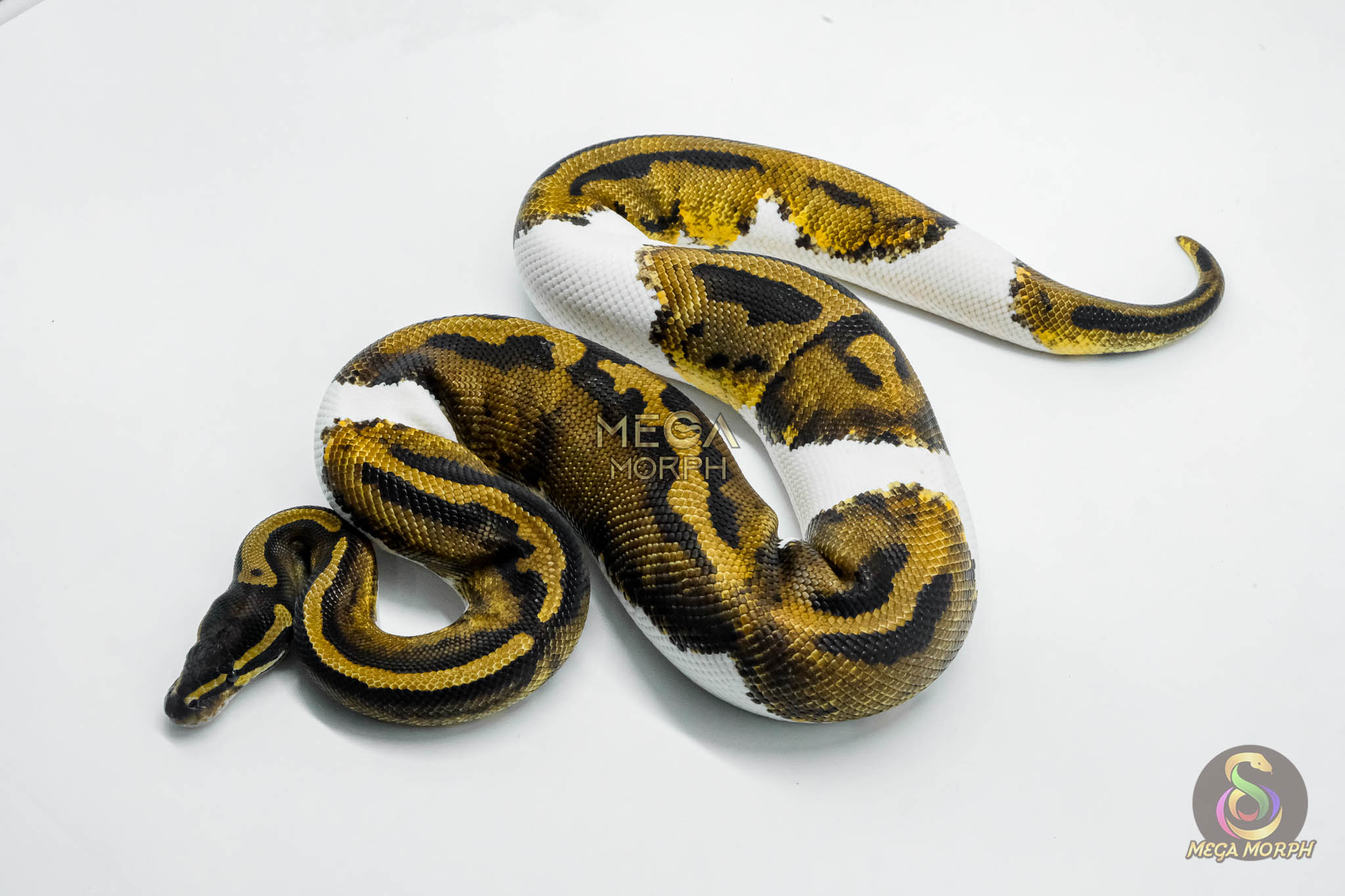 5793 1.0 PIEBALD POSS MAHOGANY - Image 1