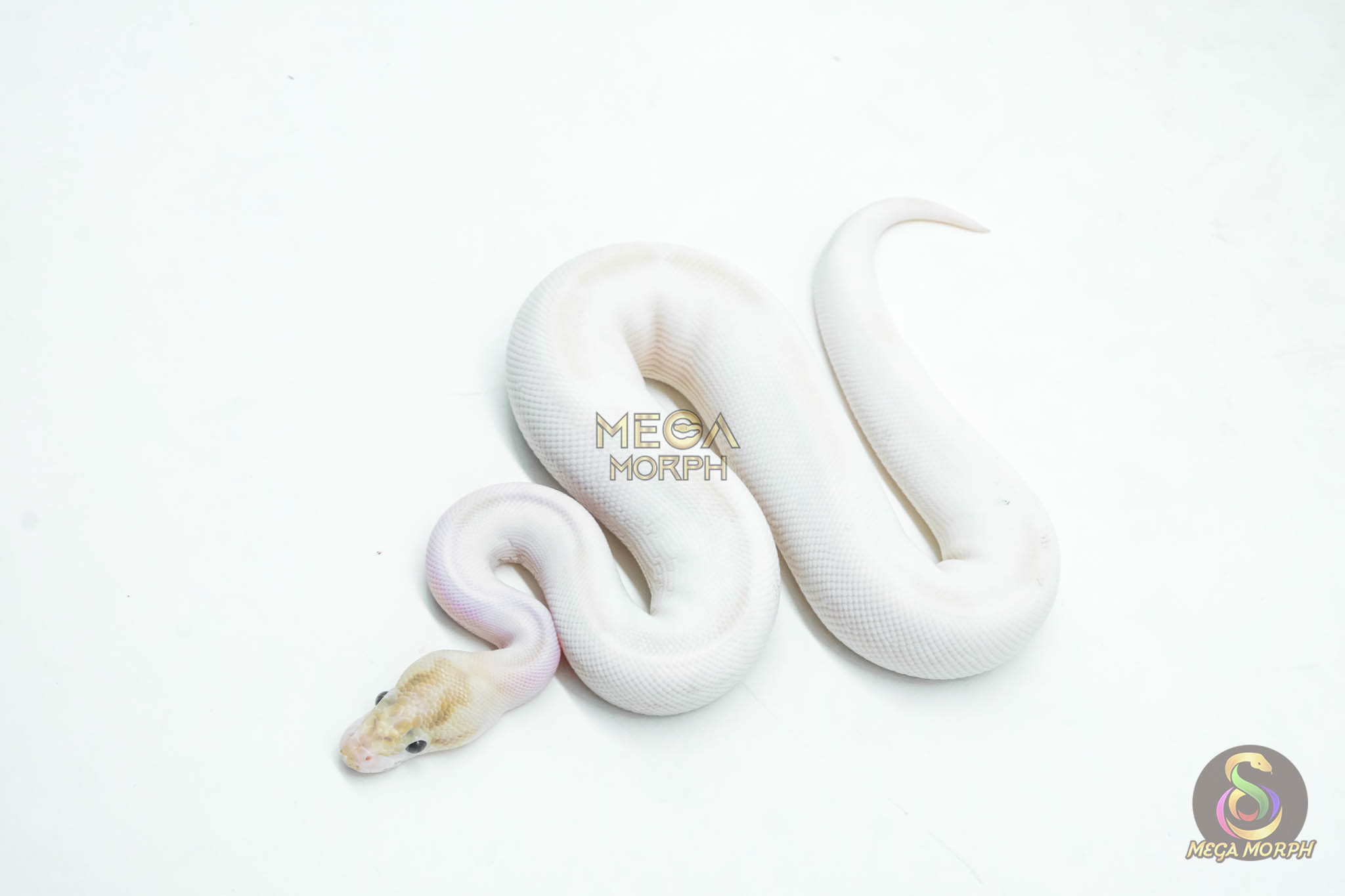 5985 1.0 IVORY PIED POSS SUPER ORANGE DREAM - Image 1