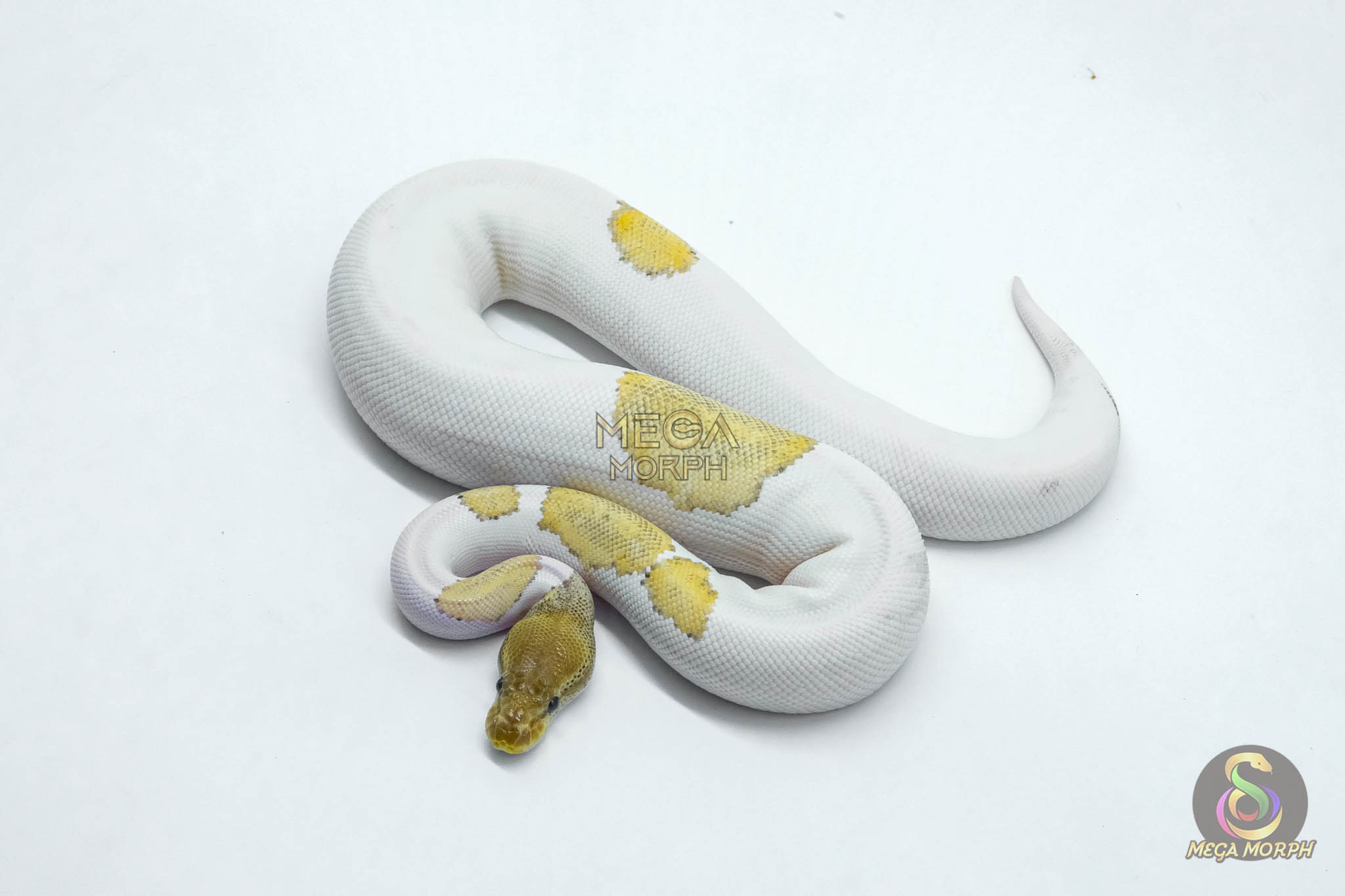 5987 0.1 SUPER ORANGE DREAM MOJAVE YELLOW BELLY PIED - Image 1