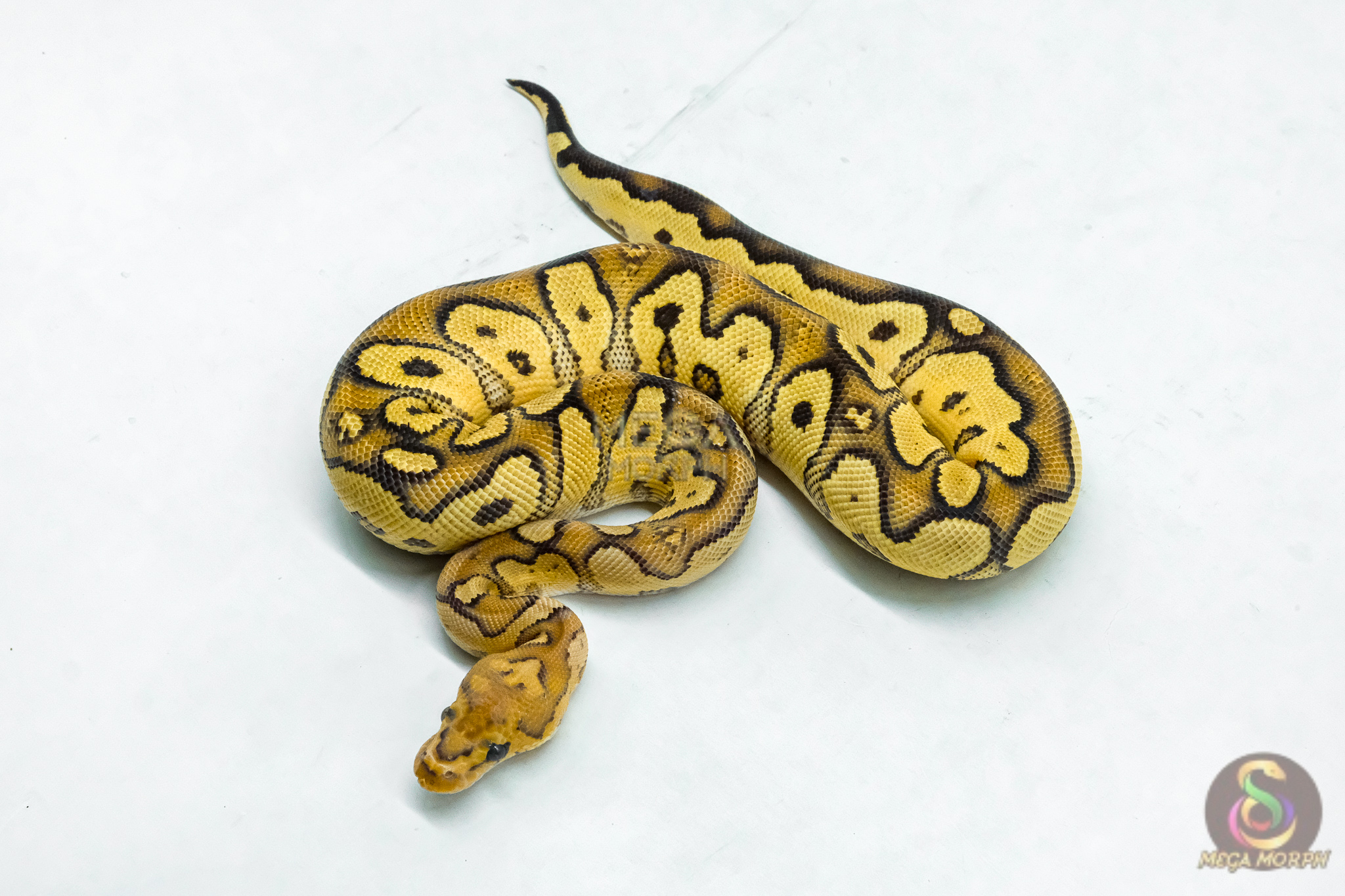 6111-1-1.jpg 6111 1.0 FIRE YELLOW BELLY CLOWN - Image 1