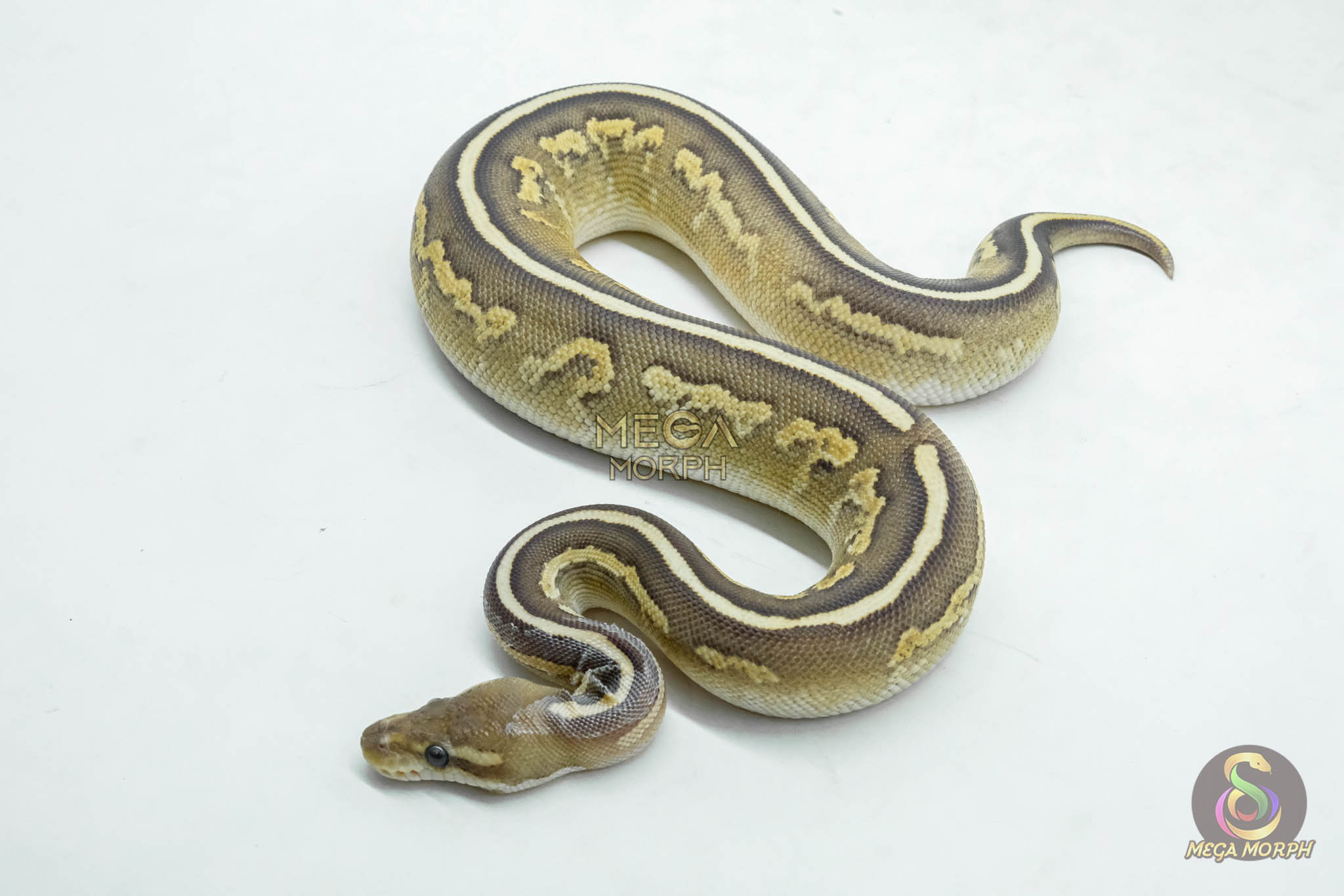 6147-1-1.jpg 6147 0.1 CINNAMON MOJAVE FIRE HET CLOWN OR CRYPTIC - Image 1