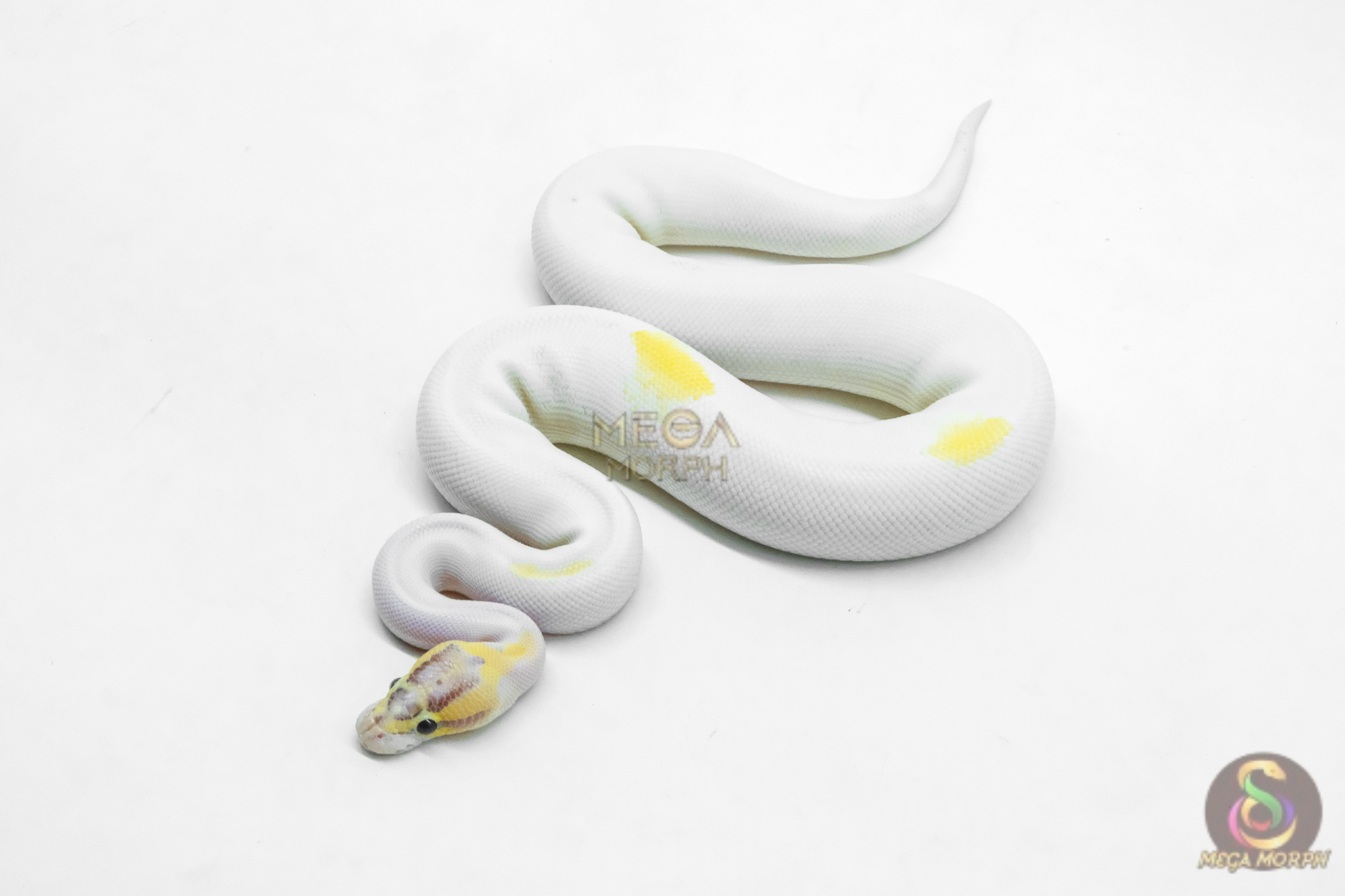 6203 1.0 IVORY PIED P.OD - Image 1