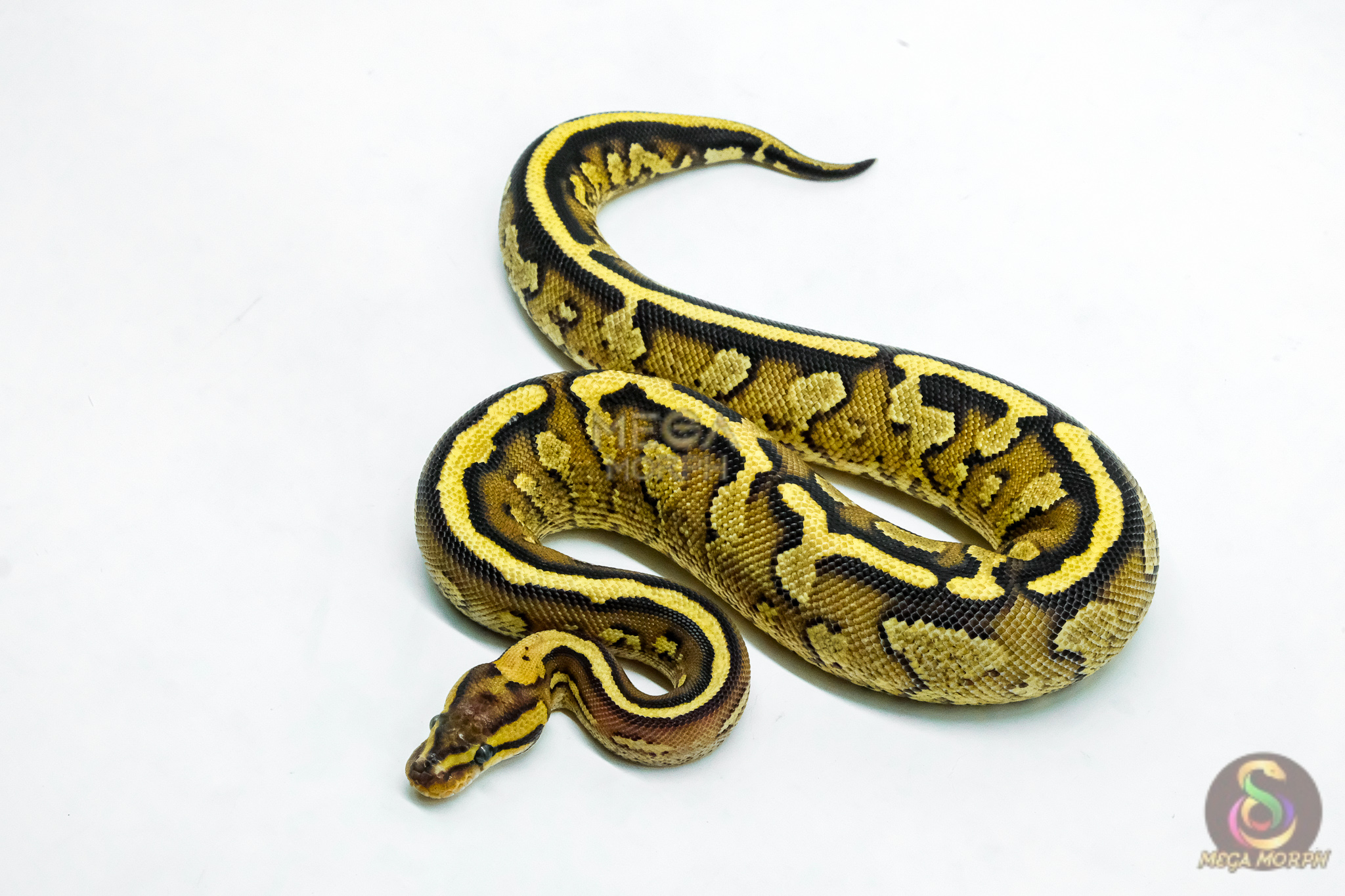 6220 0.1 CHOC SPECTOR ASPHALT 50% H.DG - Image 1