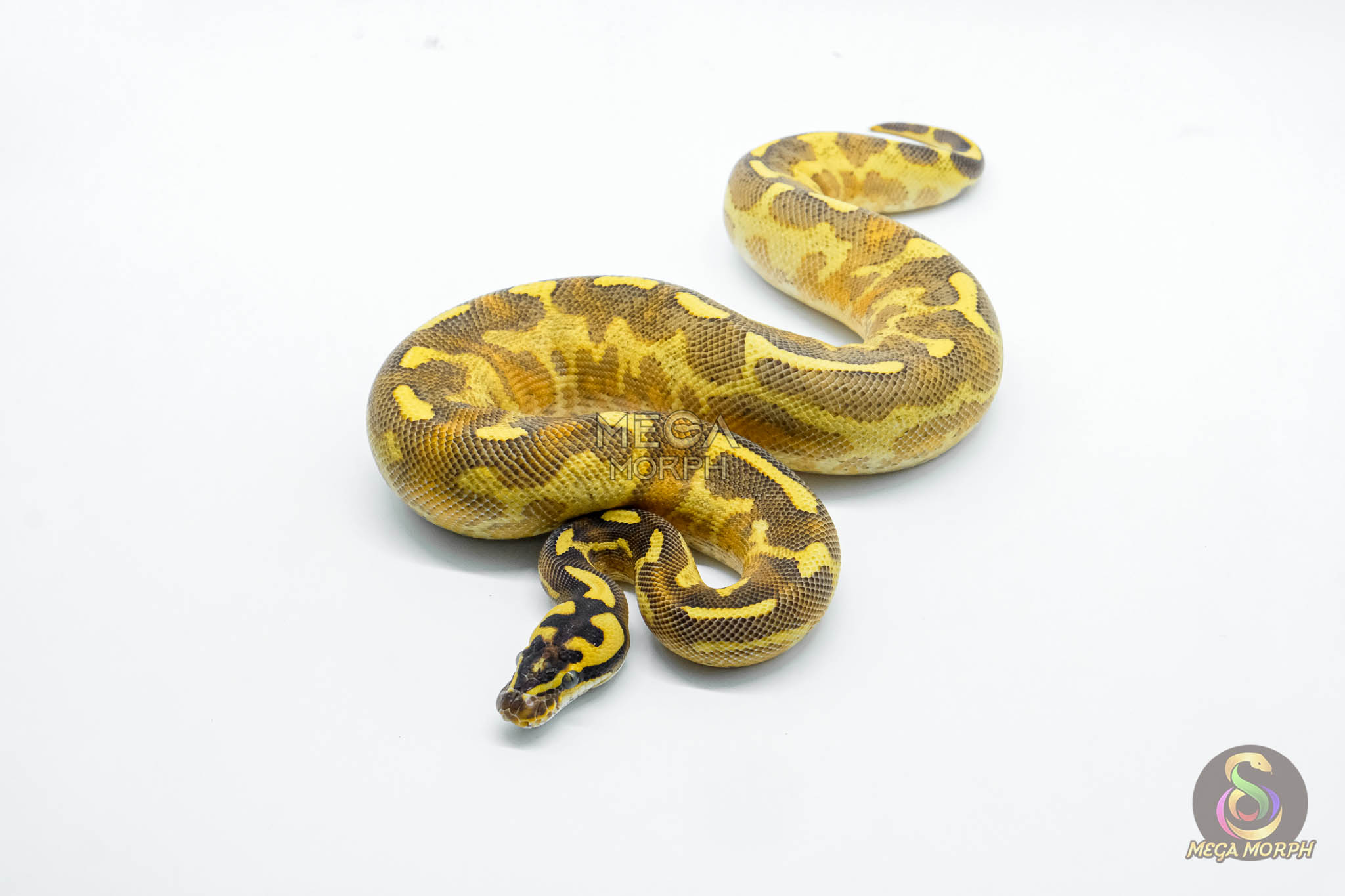 6247 1.0 LEO ENCHI FREEWAY - Image 1