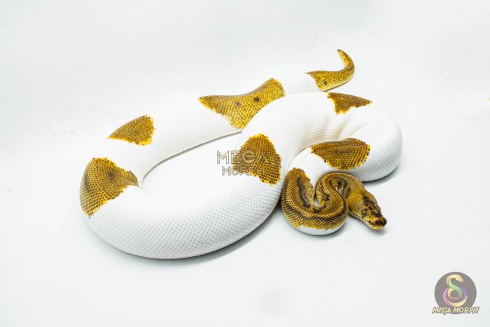 3010 0.1 ENCHI LEOPARD CLOWN PIEBALD - Image 2