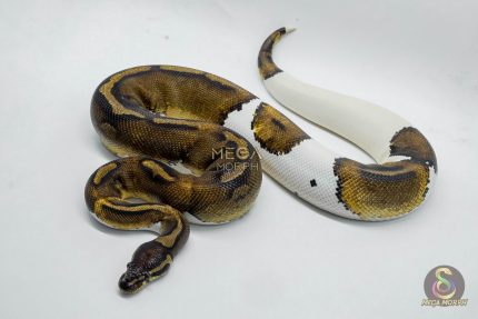 3015 1.0 HUFFMAN PIEBALD
