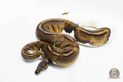 3016 0.1 HUFFMAN PIEBALD (Proven breeder)