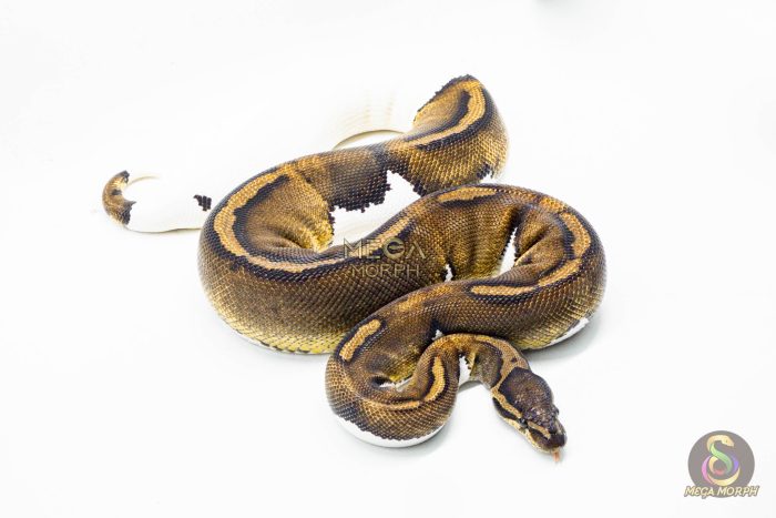 3016 0.1 HUFFMAN PIEBALD (Proven breeder) - Image 3