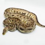 3033 0.1 PASTEL SPOTNOSE CLOWN