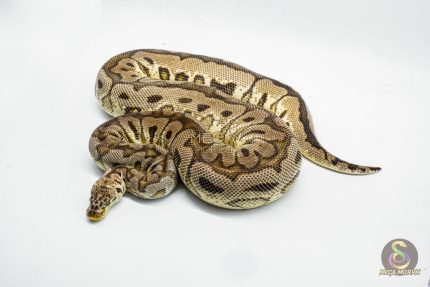 3033 0.1 PASTEL SPOTNOSE CLOWN