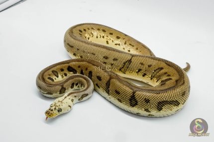 3040 1.0 PASTEL SPOTNOSE LEOPARD CLOWN