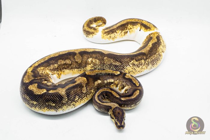 3050 0.1 YELLOW BELLY ENCHI PIEBALD (Proven breeder) - Image 2