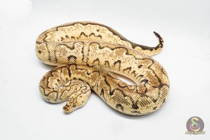 3070 0.1 PASTEL ORANGE DREAM CALICO CLOWN