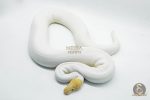3082 1.0 BANANA PINTO PIEBALD