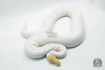 3082 1.0 BANANA PINTO PIEBALD - Image 2