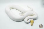 3082 1.0 BANANA PINTO PIEBALD - Image 3