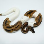 3093 0.1 LEOPARD PIEBALD