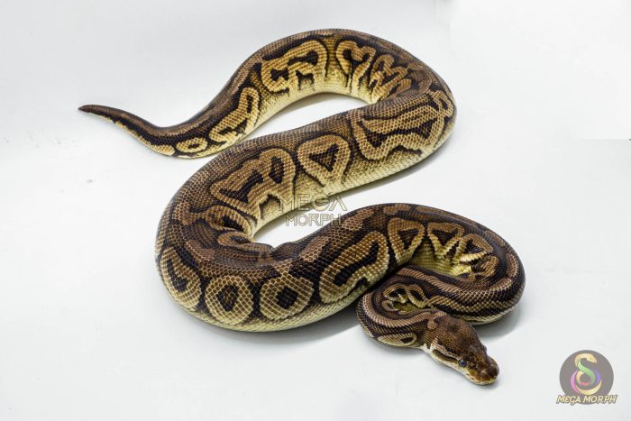 3146 0.1 SPOTNOSE CINNAMON FIRE PASTEL HET CLOWN (Proven breeder) - Image 3